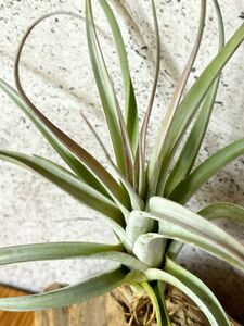 【Frontier Plants】 チランジア・マジェスティック　T. Majestic(T. chiapensis × T. concolor)