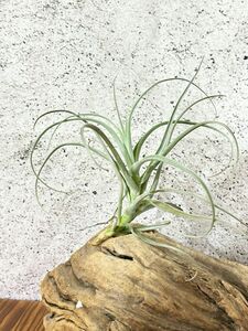 【Frontier Plants】 チランジア・クルトホルスティー　T. kurt-horstii