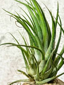 【Frontier Plants】 チランジア・イオナンタ・ルブラｘセレリアナ　T. ionantha Rubra x T. seleriana