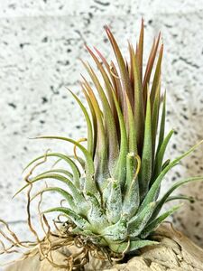 【Frontier Plants】 【現品】チランジア・イオナンタ・ロシータ　T. ionantha Rosita【B】