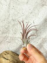 【Frontier Plants】 【現品】チランジア・イオナンタ・パープルハート　T. ionantha Purple Heart【A】_画像3