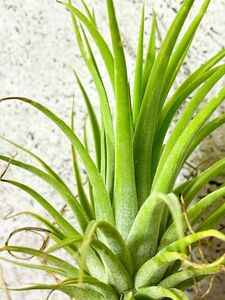 【Frontier Plants】 チランジア・イオナンタ・マキシマアルビノ　T. ionantha Maxima Albino