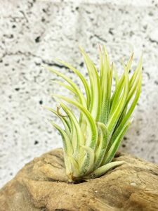 【Frontier Plants】 【現品】チランジア・イオナンタ・アルボマジナータ　T. ionantha Albo-Marginata