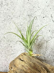 【Frontier Plants】 【現品】チランジア・ドゥラティーｘイキシオイデス　T. duratii x T. ixioides