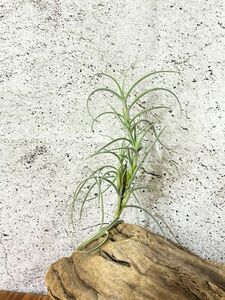 【Frontier Plants】 チランジア・クロカータ・ジャイアント　T. crocata Giant