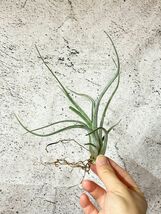 【Frontier Plants】 チランジア・カプトメデューサｘプセウドベイレイ　T. caput-medusae x T. pseudobaileyi_画像3