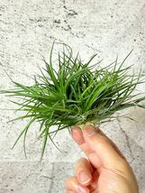 【Frontier Plants】 チランジア・ストリクタ・コンパクタ　T. stricta var. compacta_画像2