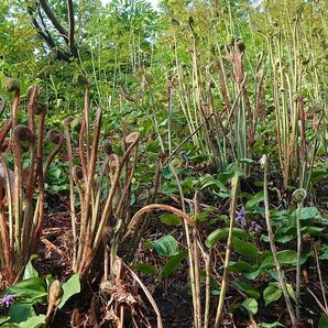 新潟県産太い乾燥ぜんまい100g