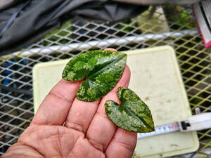 カンアオイ　山口県産　１２　山野草・寒葵