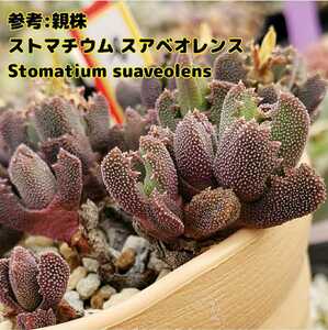 種子１０粒 ストマチウム スアベオレンス 多肉植物 実生用