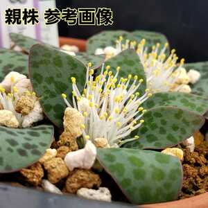 種子２０粒 ラケナリア プシラ 多肉植物 実生用