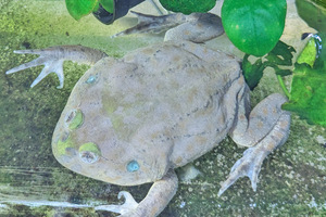 ba jet frog approximately 7-8cm 1 pcs image individual 