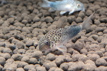 コリドラス・シミリス　Corydoras similis　3匹　バイオレット_画像3