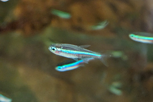  wild особь зеленый neon Tetra 30 шт зеленый neon 