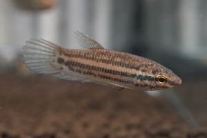 ワイルド　タイ TRAT産　ベタ・プリマ　Betta prima 　M（約3-4.5ｃｍ）　1匹　雌雄選別不可　原種　ベタ