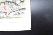 フランスアンティーク 博物画 『鳥類・魚類　Mesange　charbonnere』 多色刷り銅版画_画像7