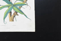 フランスアンティーク 博物画 植物画『Methoniqye』 多色刷り銅版画_画像7