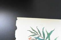 フランスアンティーク 博物画 植物画　風景『Gingernbre』 多色刷り銅版画_画像3