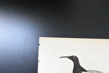 フランスアンティーク 博物画 『鳥類　Promerops』 多色刷り銅版画_画像3