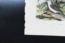 フランスアンティーク　植物画・ 博物画 『鳥類　植物　Todiramphe』 多色刷り銅版画_画像5