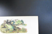 フランスアンティーク　植物画・ 博物画 『鳥類　両生類　Rainetteverte　Raledean』 多色刷り銅版画_画像4