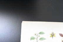 フランスアンティーク　植物画・ 博物画 『鳥類　HiboumoyenDur』 多色刷り銅版画_画像3