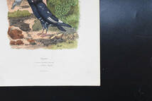 フランスアンティーク　植物画・ 博物画 『鳥類　Pigeons４』 多色刷り銅版画_画像6