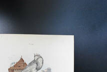 フランスアンティーク　植物画・ 博物画 『鳥類　Pigeons４』 多色刷り銅版画_画像4