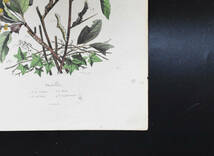 フランスアンティーク 博物画　植物画　 『昆虫・蝶　Phalenes』 多色刷り銅版画_画像6