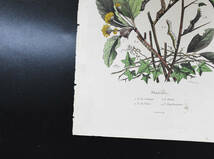 フランスアンティーク 博物画　植物画　 『昆虫・蝶　Phalenes』 多色刷り銅版画_画像5