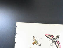 フランスアンティーク 博物画　植物画　 『昆虫・蝶　sphinx』 多色刷り銅版画_画像3