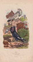 フランスアンティーク　植物画・ 博物画 『鳥類　Pigeons４』 多色刷り銅版画_画像1