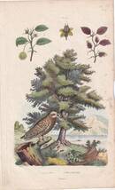 フランスアンティーク　植物画・ 博物画 『鳥類　HiboumoyenDur』 多色刷り銅版画_画像1