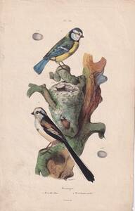 フランスアンティーク　植物画・ 博物画 『鳥類　Mesanges　』 多色刷り銅版画