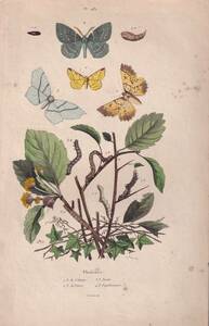 フランスアンティーク 博物画　植物画　 『昆虫・蝶　Phalenes』 多色刷り銅版画