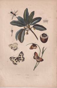  France antique . thing . plant .[ insect * butterfly Satyres] many color .. copperplate engraving 