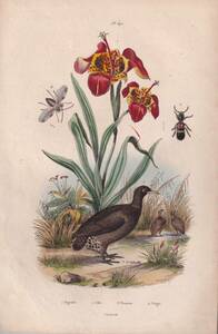 フランスアンティーク 博物画　植物画　 『鳥類・昆虫・植物　Tinamou』 多色刷り銅版画