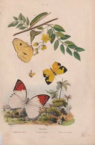 フランスアンティーク 博物画 『昆虫　蝶　Pirides３』 多色刷り銅版画
