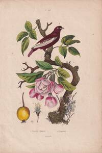 フランスアンティーク　植物画・ 博物画 『鳥類　Pompadour』 多色刷り銅版画
