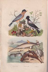 フランスアンティーク 博物画 植物画『鳥類　Martins』 多色刷り銅版画