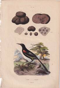 フランスアンティーク　植物画・ 博物画 『鳥類　Troupiale』 多色刷り銅版画