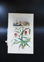 フランスアンティーク 博物画 植物画『Methoniqye』 多色刷り銅版画_画像2