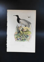 フランスアンティーク 博物画 『鳥類　Promerops』 多色刷り銅版画_画像2