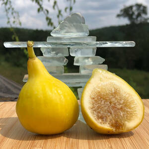  レア品種！Constantine de Algerieイチジク 穂木01 独特の甘い蜂蜜風味の注目品種！