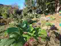 レア品種！Bordissot Blanca Negra 穂木10 イチジク愛好家が“人生で最高のイチジク、息をのむような美味しさ”と賛美！_画像3