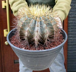 【現品】サボテン・王冠竜　フェロカクタス（おうかんりゅう）　Ferocactus glaucescens　9号　B番