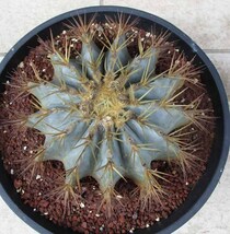 【現品】サボテン・王冠竜　フェロカクタス（おうかんりゅう）　Ferocactus glaucescens　9号　M6番_画像3