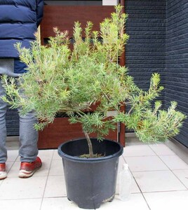 【現品】バンクシア・スピヌノーサ・ヘアピン（ヘアピンバンクシア）banksia spinulosa hairpin　12号　GK番