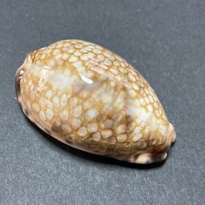 ニセヤクシマダカラ（美!) 宝貝 タカラガイ 貝 標本 貝殻 コレクション ヤクシマダカラの画像2