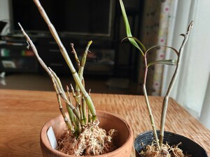 長生蘭　セッコク二種セット「紀州紅柳」「黄花セッコク」山野草　蘭